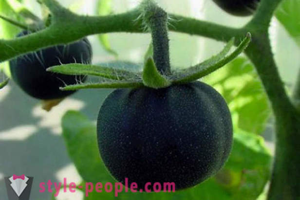 Los tomates negros grado inusual