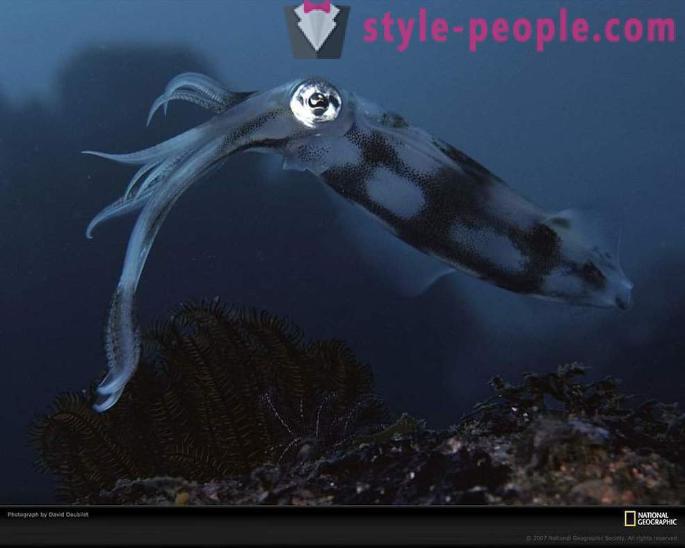 Habitantes sorprendentes del mundo submarino en imágenes
