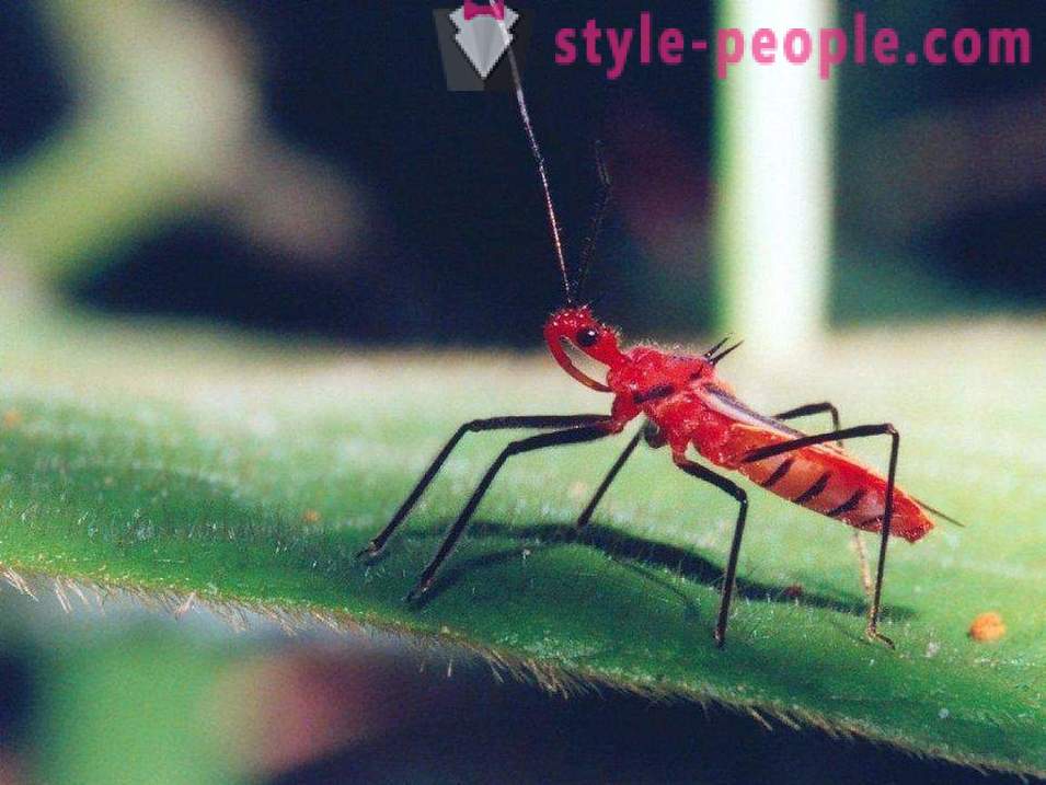 Los insectos más peligrosos del planeta