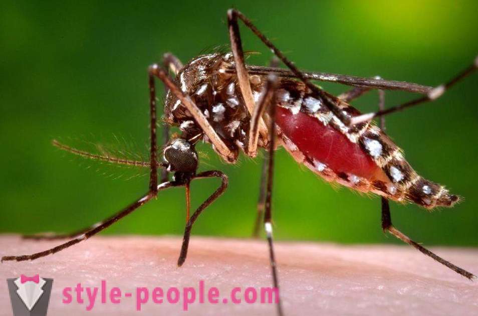Bill Gates ha destinado millones de dólares para crear un asesino del mosquito