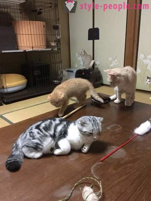 Hotel japonés, donde se puede tomar un gato en alquiler