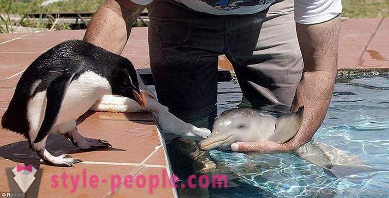Increíble acerca de los delfines