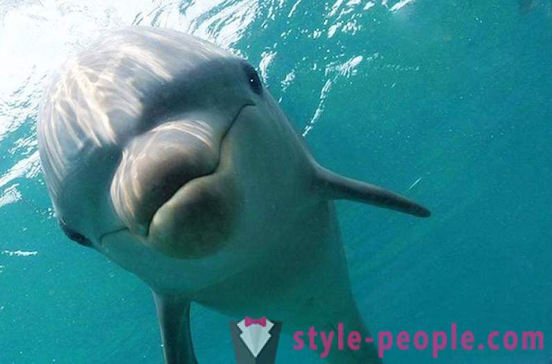 Increíble acerca de los delfines