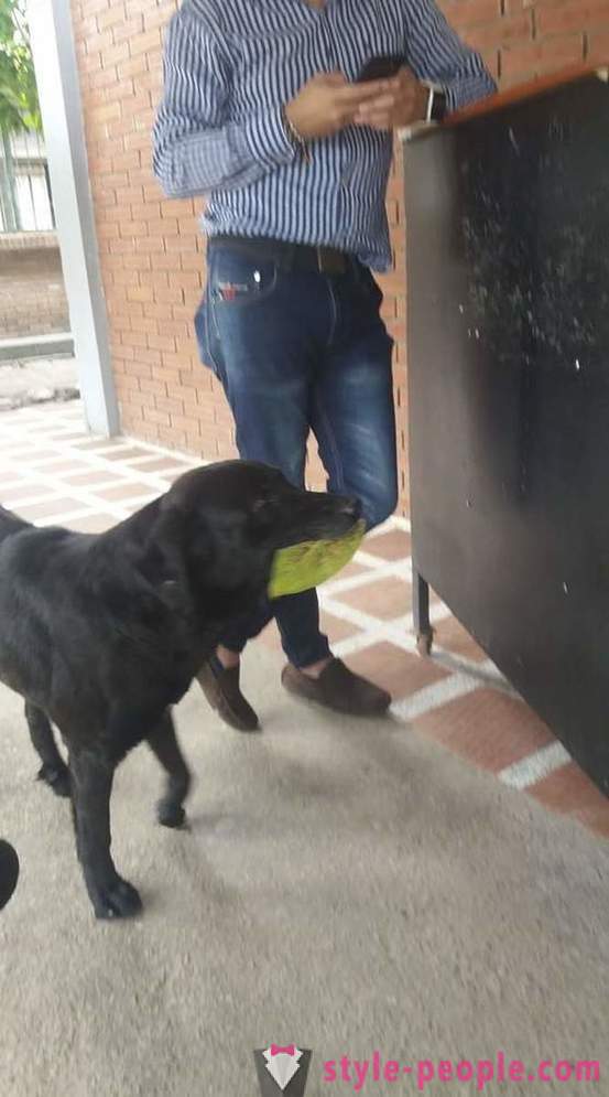 El perro ha aprendido a comprar alimentos para su propia moneda