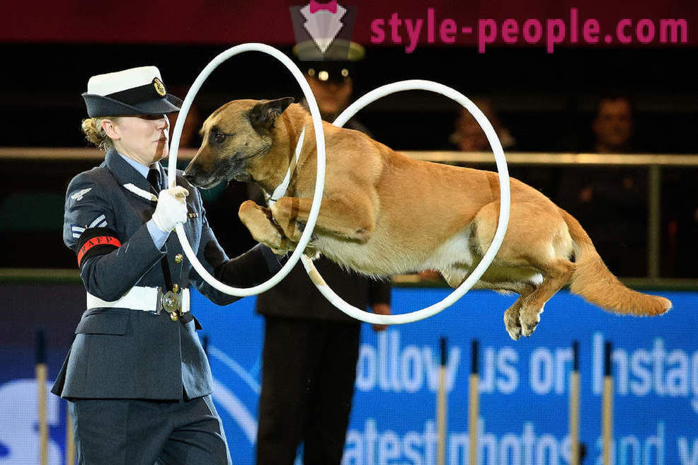 Crufts Dog Show 2018: cómo era demostración de perro más grande de Europa