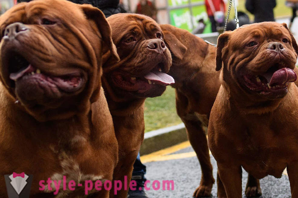 Crufts Dog Show 2018: cómo era demostración de perro más grande de Europa