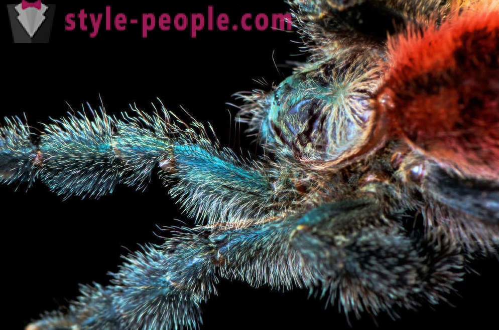 Detalle de las piernas de la araña