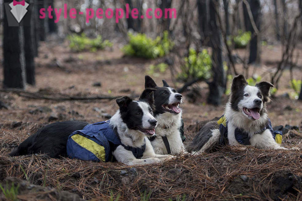 Los perros ayudan a restaurar los bosques chilenos
