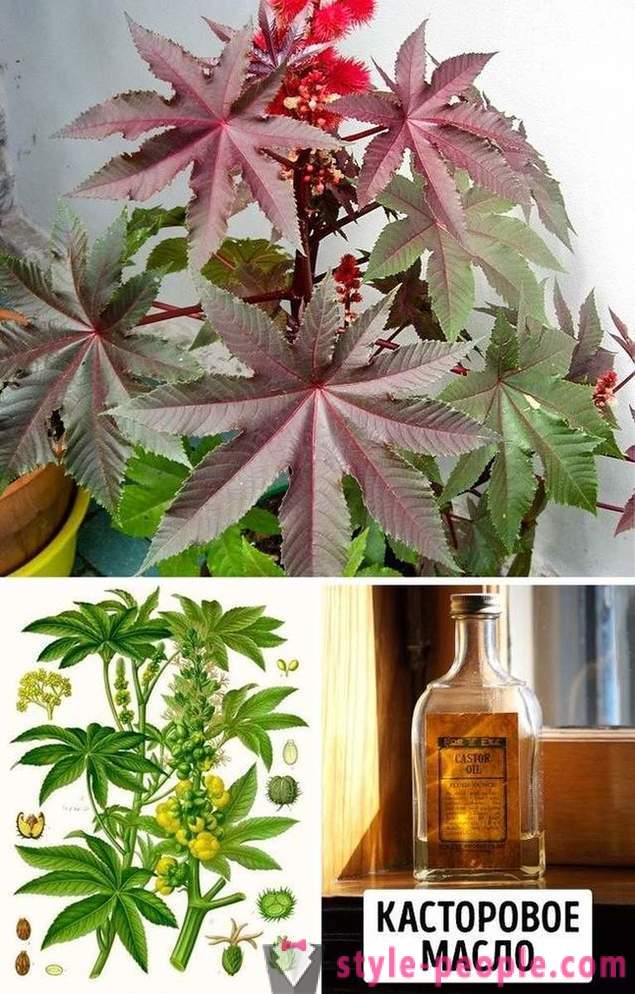 Las plantas más venenosas del mundo
