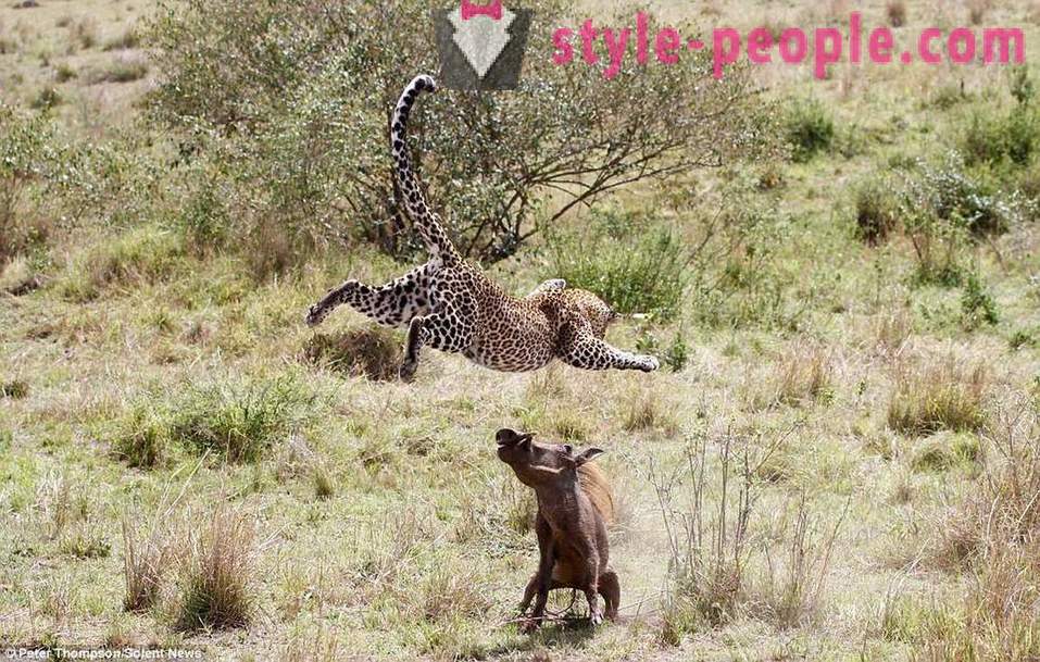 Virtuosos de caza: Flying Leopard