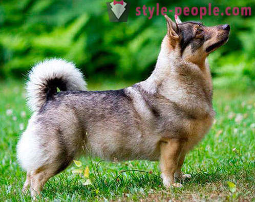 17 adorables razas de perros, que nunca ha oído hablar