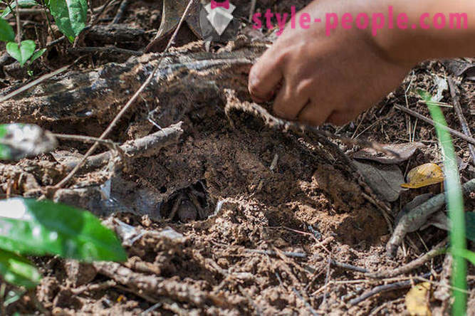 Cazadores de Camboya tarántulas