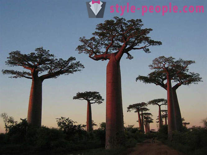 Los árboles más impresionantes del mundo