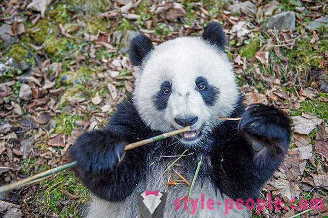 Cómo crecer pandas en Sichuan