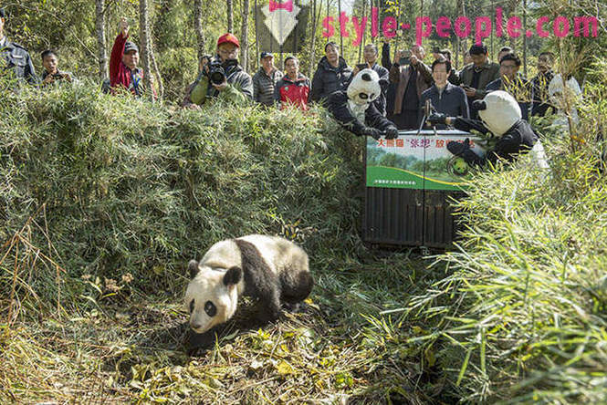 Cómo crecer pandas en Sichuan