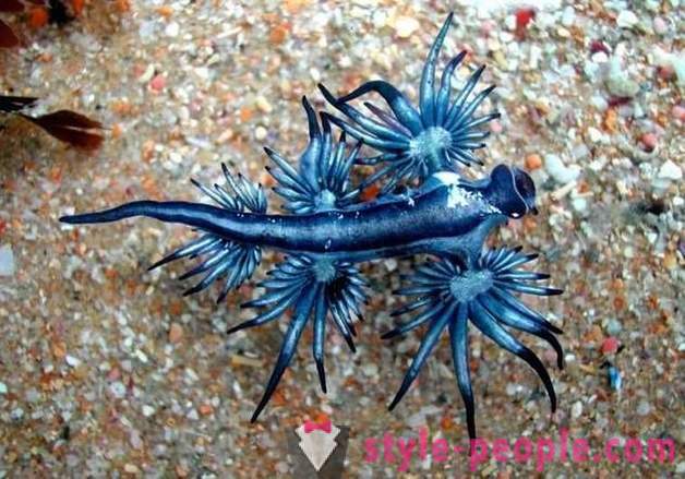 10 criaturas marinas, similares a los alienígenas