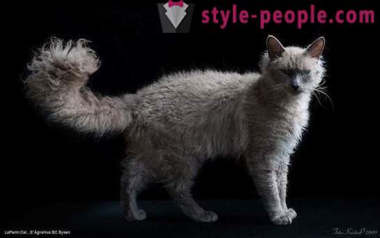 10 de las razas más raros y caros de gatos