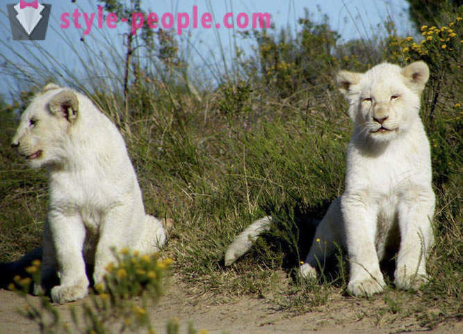 Un paseo en compañía de leones blancos
