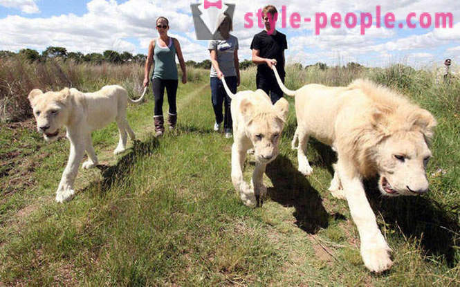 Un paseo en compañía de leones blancos