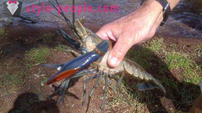 Cuando la captura de cangrejos en rakolovku? Cuando es mejor coger las manos de cangrejo de río? Cuando se puede coger cangrejos de río en Rusia?