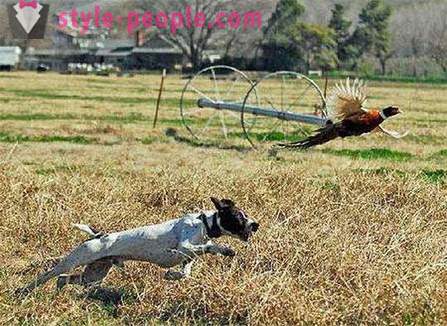 La caza de faisanes con ronca (foto)