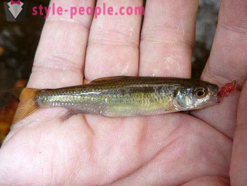 Elec (pez): descripción y fotos. Pesca del invierno en Dace
