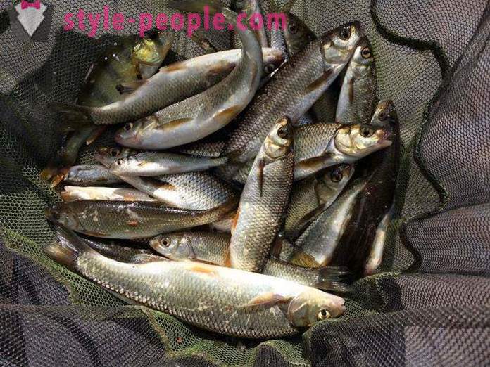 Elec (pez): descripción y fotos. Pesca del invierno en Dace