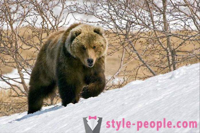 La caza del oso en el invierno. La caza de osos polares