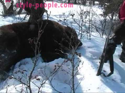 La caza del oso en el invierno. La caza de osos polares