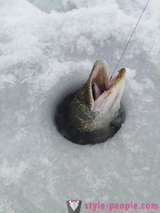Pesca del lucio en invierno zherlitsy. pesca del lucio en el arrastre de invierno