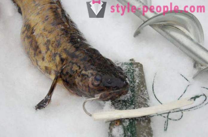 Lota pesca en el invierno en zherlitsy. La captura de la lota de arrastre de invierno