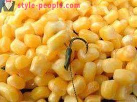 La captura de la carpa en el maíz. La pesca de la carpa