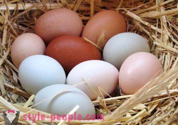 Dieta del huevo: la descripción, ventajas y desventajas
