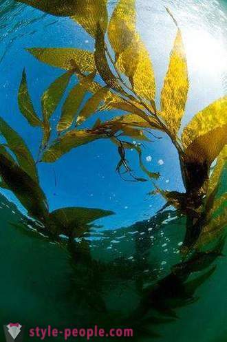Pérdida de peso de algas marinas. Laminaria (alga) para la pérdida de peso y la limpieza del cuerpo